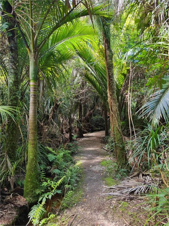 A narrow dirt path winds through the dense tropical forests of Karamea, flanked by tall palm trees and lush green foliage.